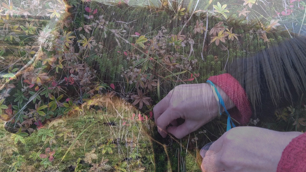 WhiteFeather Hunter’s image - Video still: picking black crowberries by the horse roundup